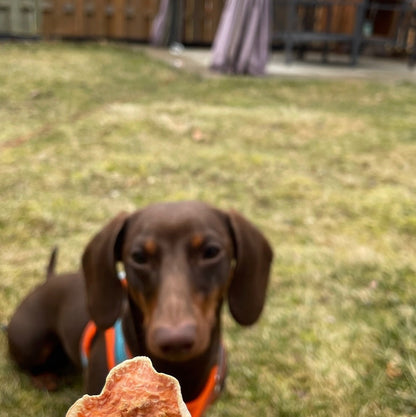 100% Dehydrated Sweet Potato Dog Treats - Finley's Shop Dog Treat